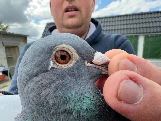 National winner Bourges III Young birds Stephen Reynaerts (Velm)